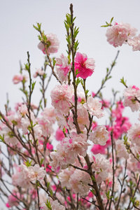 春天樱花盛开，粉色的花朵