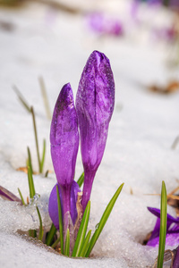 盛开的紫罗兰色番红花，春天雪花莲山雪