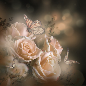 美丽的玫瑰和蝴蝶