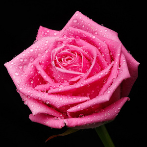 在黑色背景上的粉红色玫瑰头盐酸