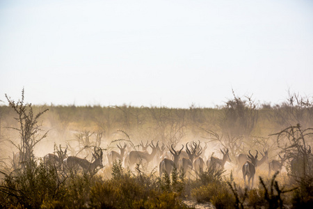 羚羊在纳米比亚的埃托沙国家公园中的一种