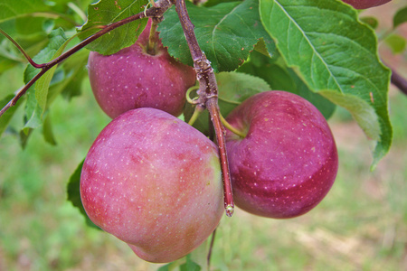 富士红色或粉红色苹果在树上