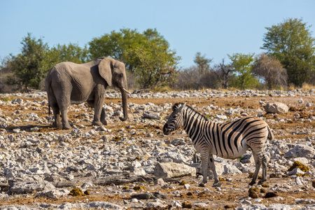 动物在纳米比亚北部玩