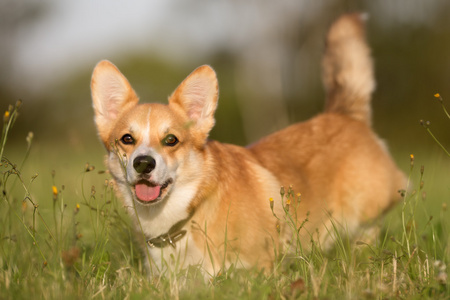 威尔士柯基犬图片狗