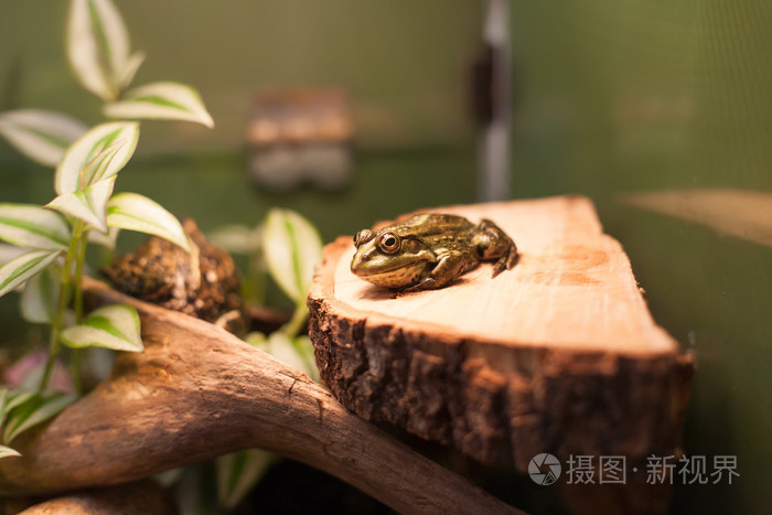 青蛙热带爬行动物 amasonia 丛林动物
