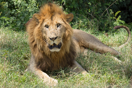 在肯尼亚的狮子
