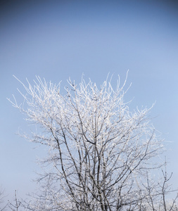 冬树霜
