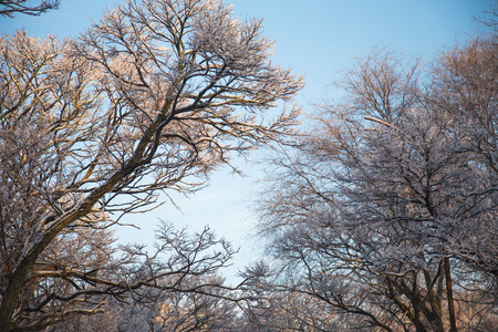 大公园树木在冬天
