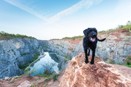 美丽的杂种狗黑色狗山岩石上图片