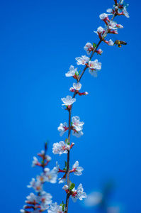 春天樱花盛开