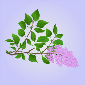 枝淡紫色花朵和叶子矢量