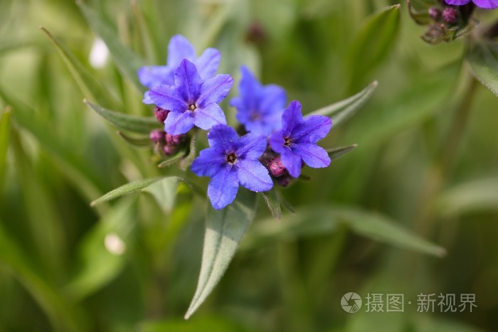 紫色紫草花