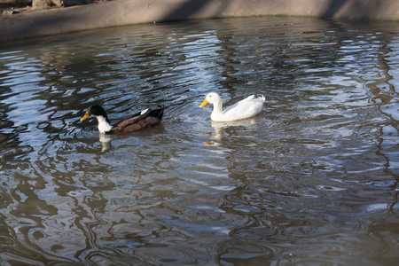 鸭子在池塘里游泳
