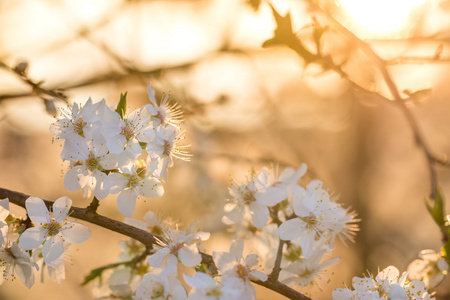 青梅的花朵, 夕阳下的果树