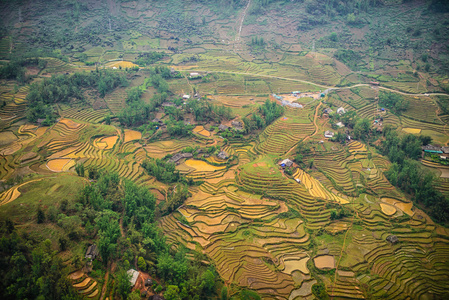 在越南北部山区，Sa Pa，稻田