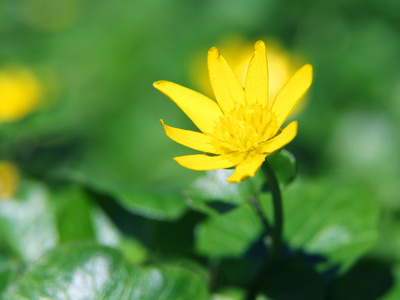 黄色的花朵关上了。软焦点