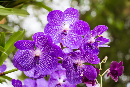 花园中的紫兰花