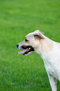 棕褐色和白色的狗在户外侧身看绿草