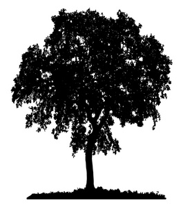 树的剪影   矢量图