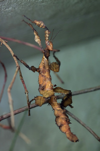 巨刺竹节虫图片