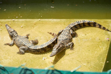 在泰国鳄鱼图片