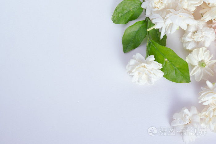 孤立在白色背景上的茉莉花