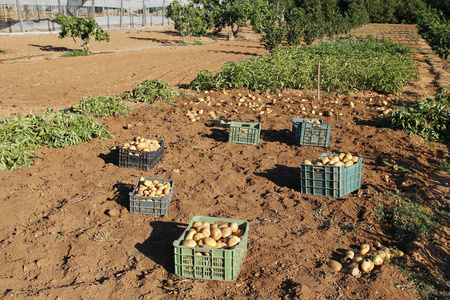 土豆字段被收获农业