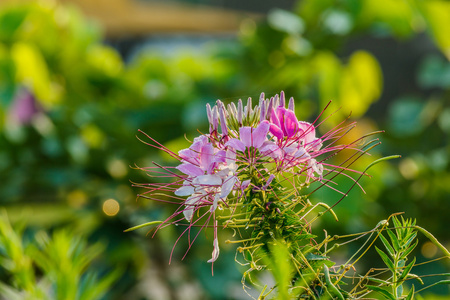 粉红色和白色蜘蛛 醉蝶花 hassleriana 花园里的花