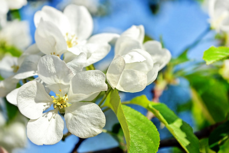 春景。苹果棵开花的树。春天开花的花园