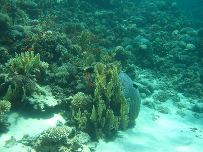 珊瑚礁在沙底上。水肺潜水，憋气的水下天堂。达哈卜，埃及红海