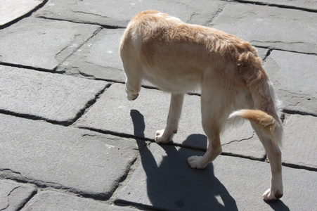 在广场上散步的拉布拉多犬图片