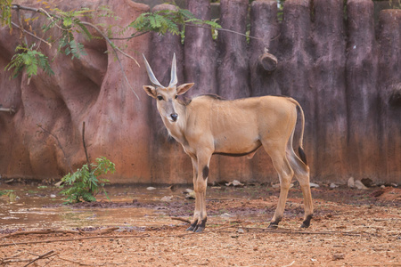 水肺潜水kobus ellipsiprymnus