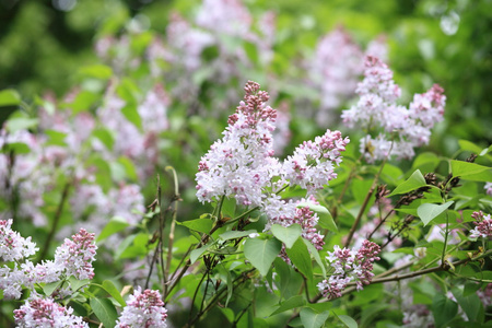 春天的丁香花