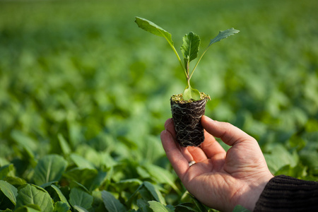 人类的手缓缴年轻植物与土壤模糊自然背景。生态世界环境日 Csr 苗走绿色环保