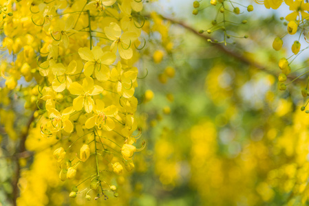 决明子瘘，热带的黄色花