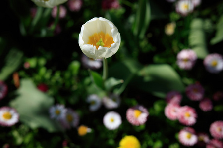 郁金香花田在公园里，顶视图