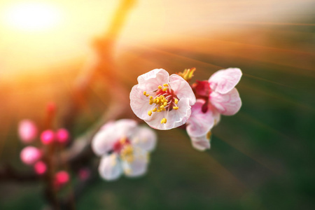 春季背景。日落时有粉红色花朵的树