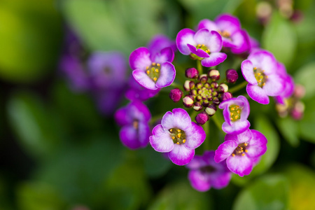 关闭漂亮的粉红色, 白色和紫色的 Alyssum 花, 十字花科年开花植物