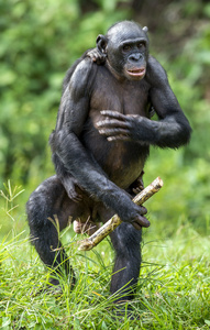 倭黑猩猩平底锅妈妈和幼崽