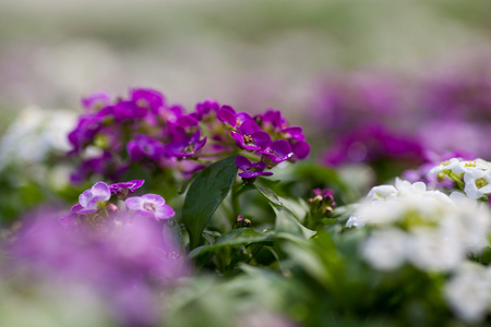 关闭漂亮的粉红色, 白色和紫色的 Alyssum 花, 十字花科年开花植物