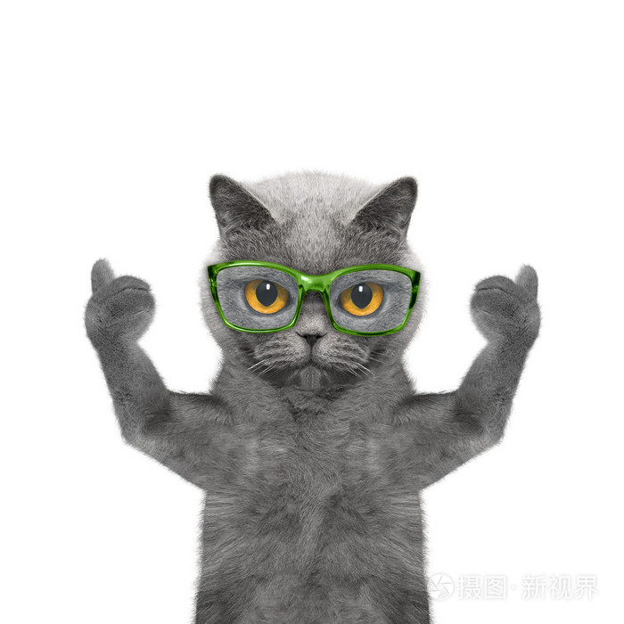 戴眼镜的猫有视力很差