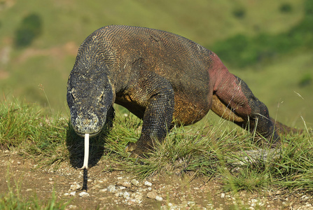 科莫多龙varanuskomodoensis