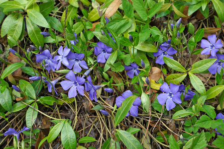 第一朵蓝色的春花