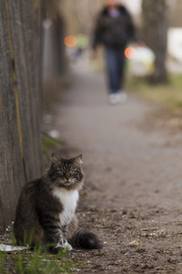 猫坐在篱笆旁边在人行道上