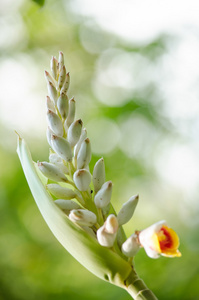 这些草药缺乏真正的茎。他们从厚厚的 rhizomes.it 甲肝病毒生长