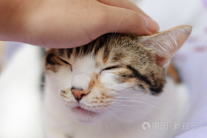 摸摸头的可爱猫咪的人的手照片-正版商用图片1npkl7