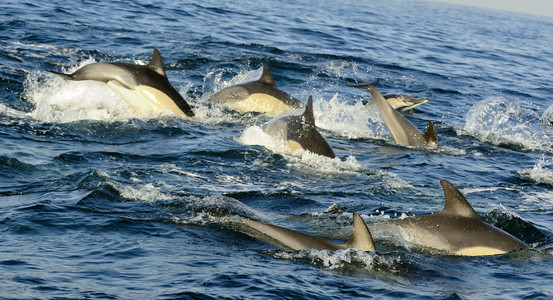 群海豚，游泳