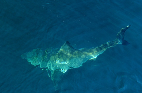 大白鲨CarcharodonCarcharias