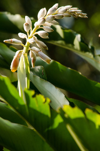 这些草药缺乏真正的茎。他们从厚厚的 rhizomes.it 甲肝病毒生长