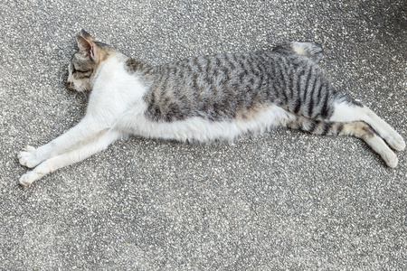 睡在地上的灰猫和白猫